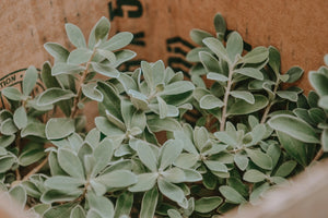 Fragrant Incense Sticks